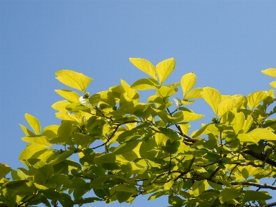 Tree branch blossom plant Photo