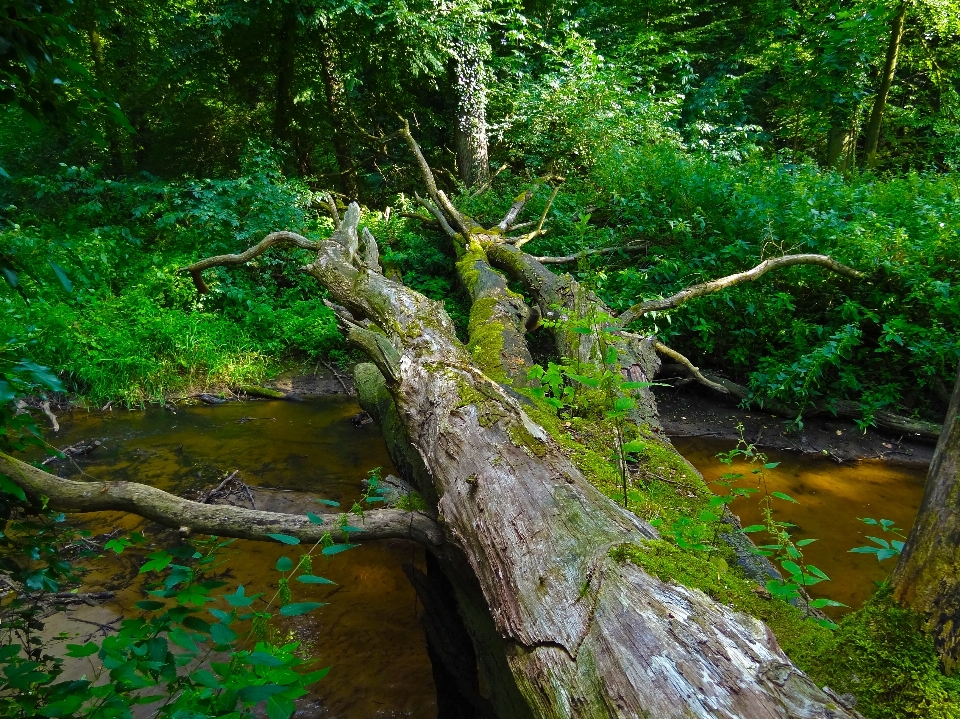 árvore água natureza floresta