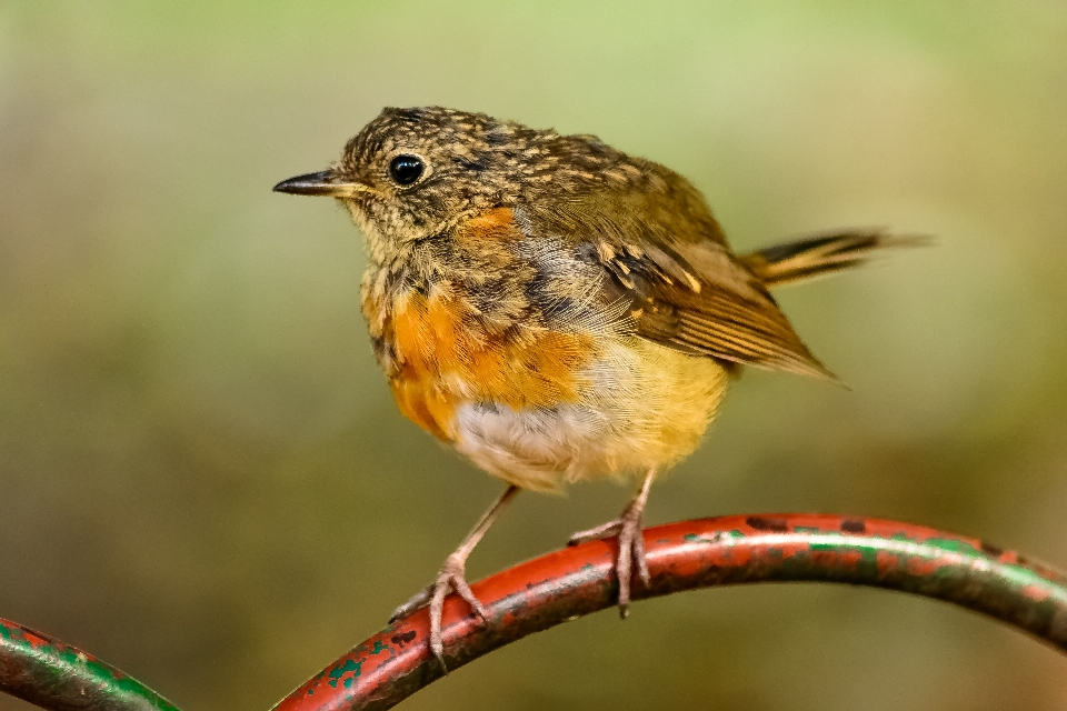 Nature bifurquer oiseau aile