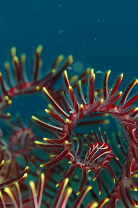 Mer plongée sous-marin la biologie