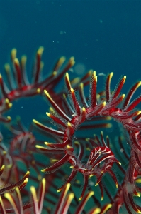 Sea diving underwater biology Photo