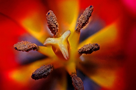 Nature blossom plant photography Photo