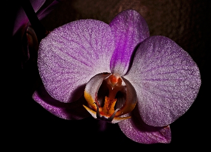 Nature blossom growth plant Photo