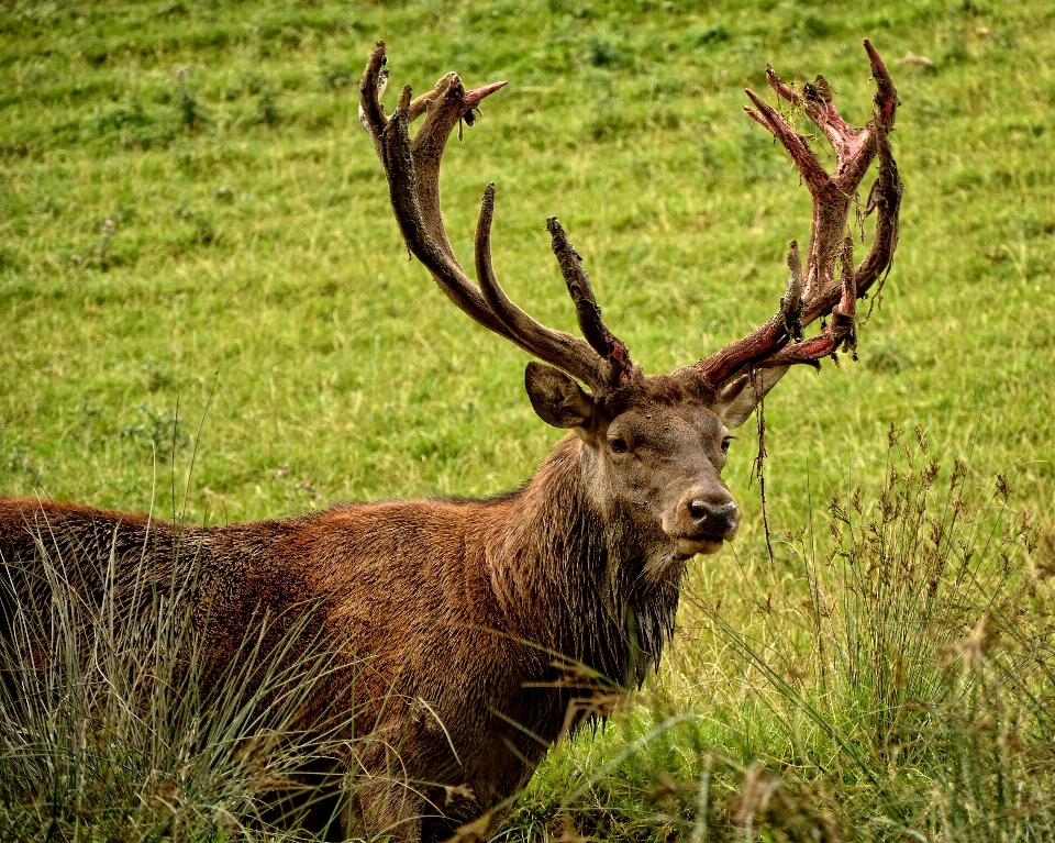 Nature forêt prairie
 animal