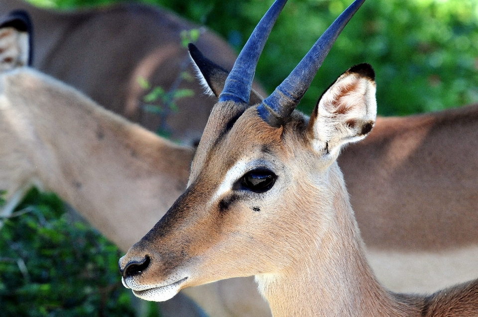 Animal wildlife deer zoo