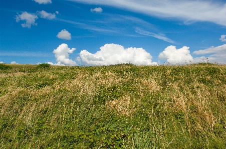 Landscape coast tree nature Photo