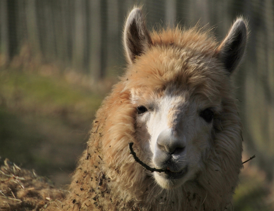 Nature hair animal wildlife