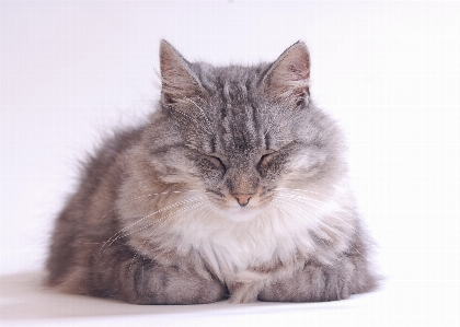 Katze säugetier schnurrhaare
 wirbeltier
 Foto