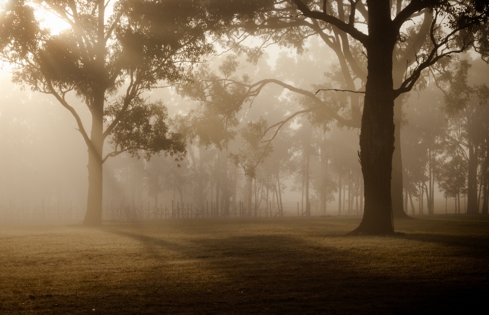 Landscape tree nature forest