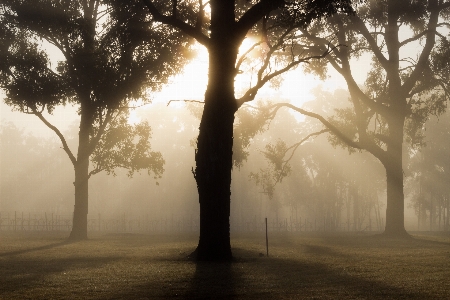 Landscape tree nature forest Photo