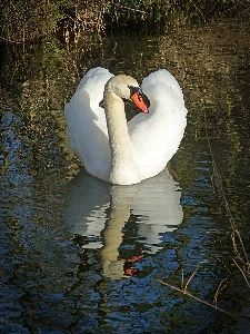 Water bird lake wildlife Photo