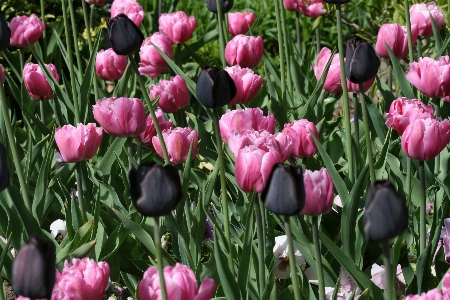 Foto Pianta fiore petalo tulipano