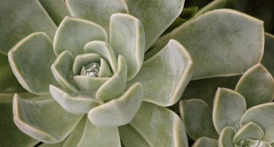 植物 花 花弁 緑 写真