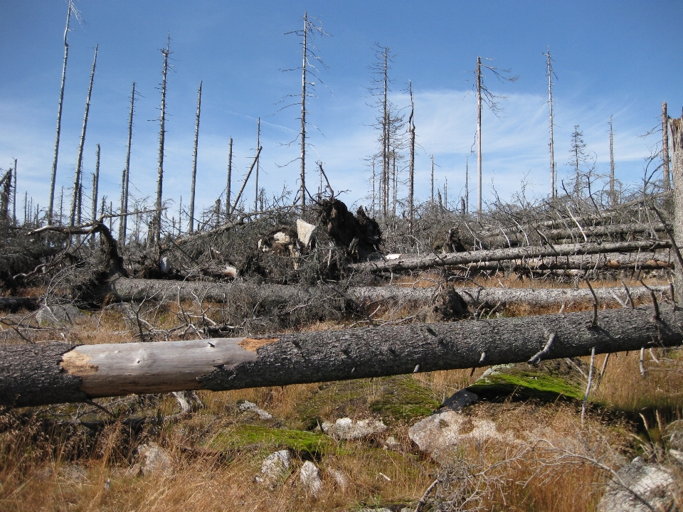 Des arbres ruines bosquet waldsterben
