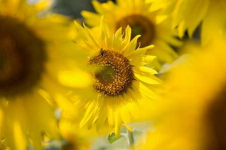 自然 アウトドア ライト 植物 写真