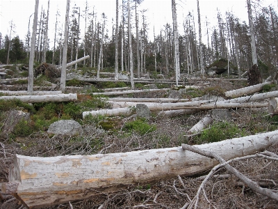 Tree forest wilderness wood Photo