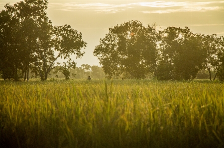 Landscape tree nature grass Photo