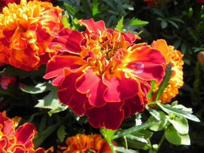 自然 花 植物 花弁 写真