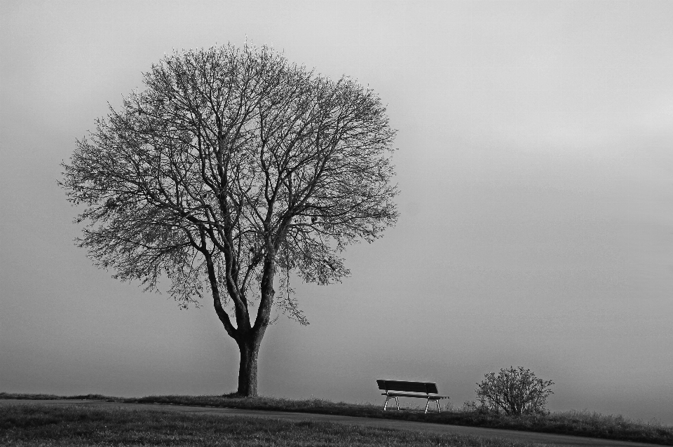 Albero natura ramo nevicare