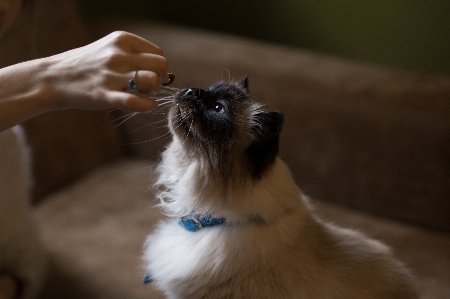 Hand ring puppy dog Photo