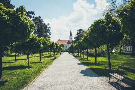 Tree nature path pathway Photo