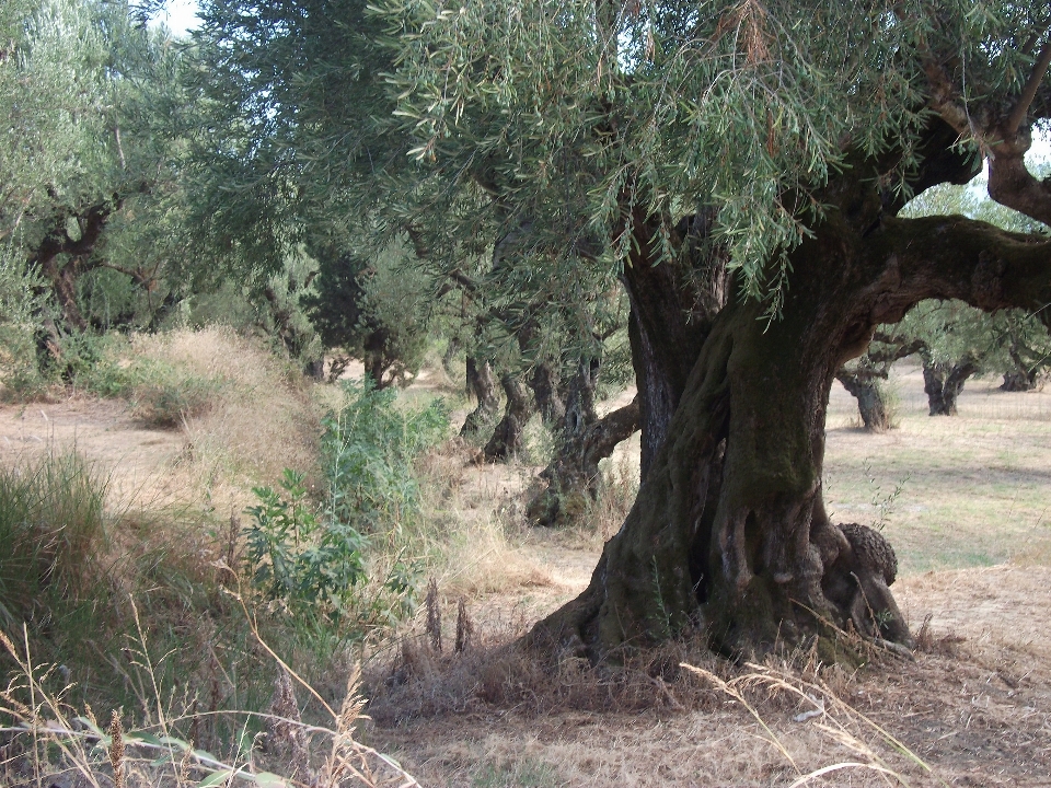 Baum natur wald anlage