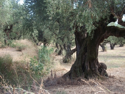 Tree nature forest plant Photo