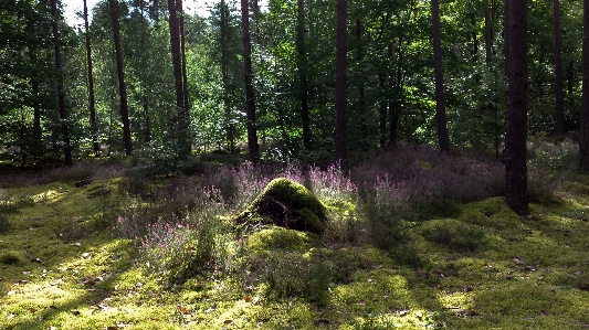 Tree forest wilderness plant Photo