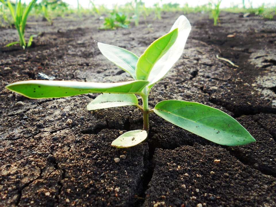 árbol naturaleza planta hoja