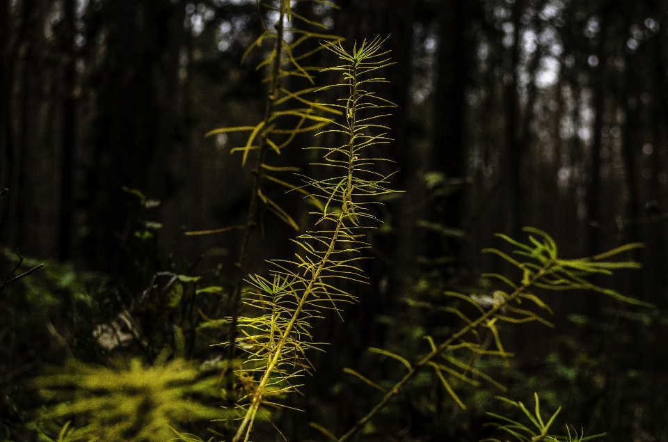 Paesaggio albero natura foresta