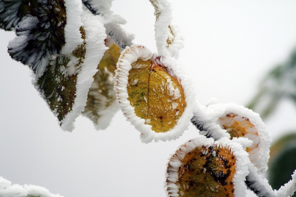 Tree branch snow cold