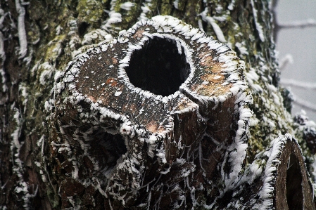 Tree nature branch snow Photo