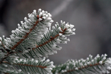 Foto árvore natureza filial neve