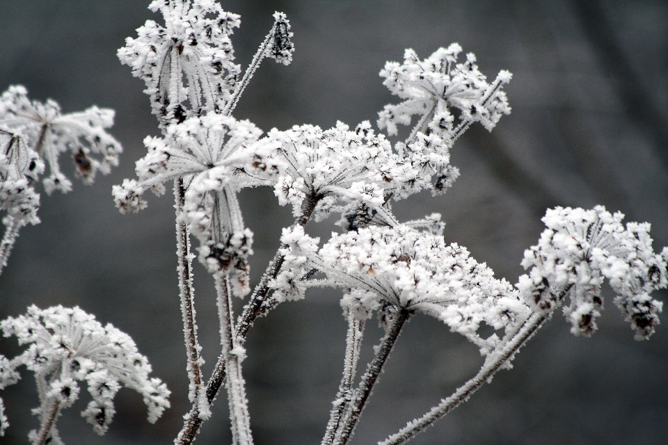 Filial florescer neve frio