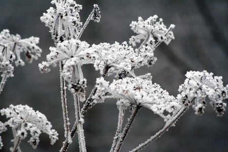 ブランチ 花 雪 寒い 写真