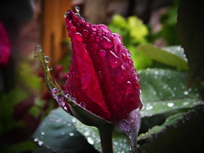 Nature blossom dew plant Photo