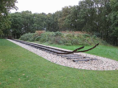 Forest grass track lawn Photo