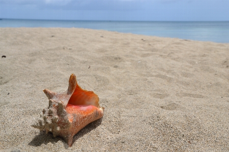 Beach sea nature sand Photo