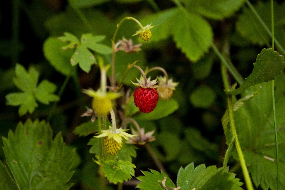 Anlage frucht beere süss