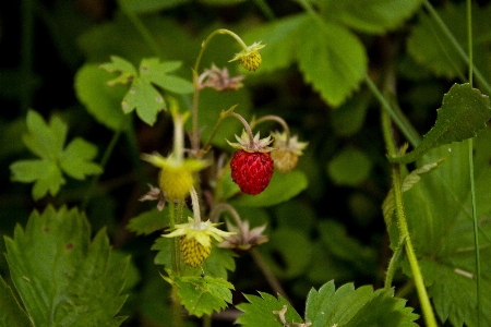 Plant fruit berry sweet Photo