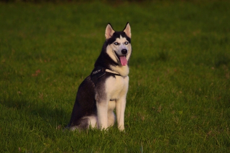 Grass outdoor dog animal Photo