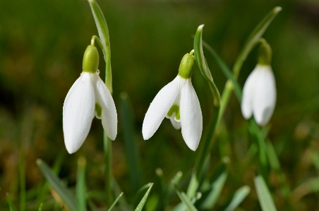 Nature blossom plant flower Photo