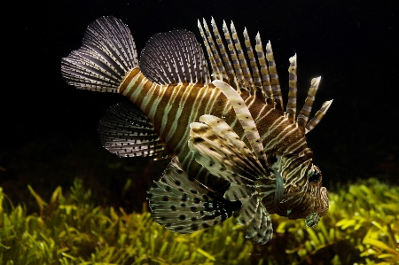 Wing animal underwater biology Photo