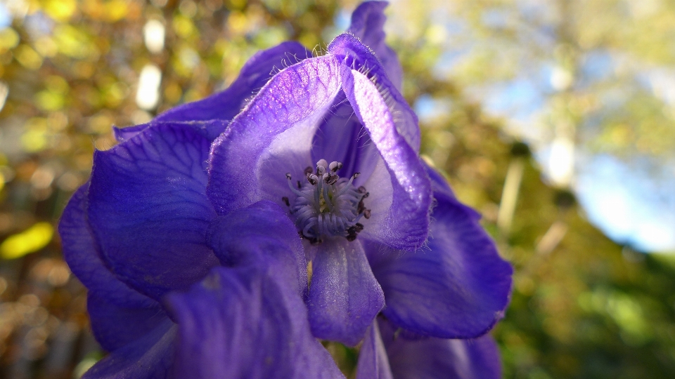 Nature fleurir usine fleur