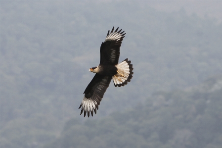 自然 鳥 羽 動物 写真