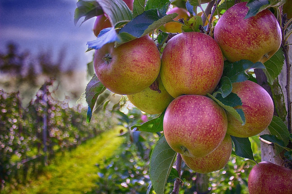 Apple ramo pianta frutta