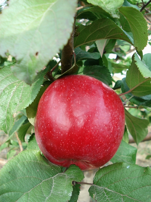 Apple anlage frucht blume