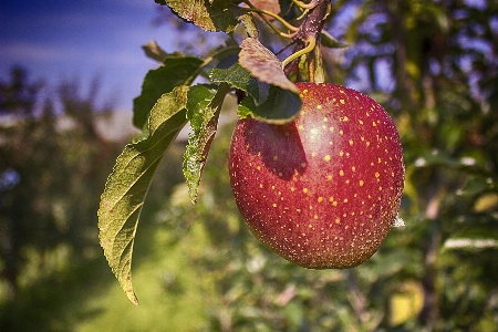 Foto Apple pohon alam cabang