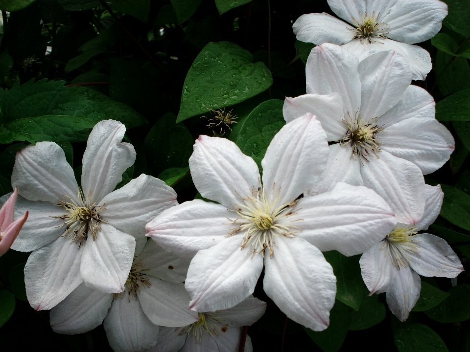 Blossom plant white flower