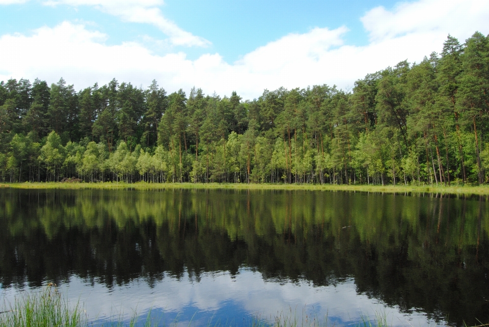 Paisaje árbol agua naturaleza